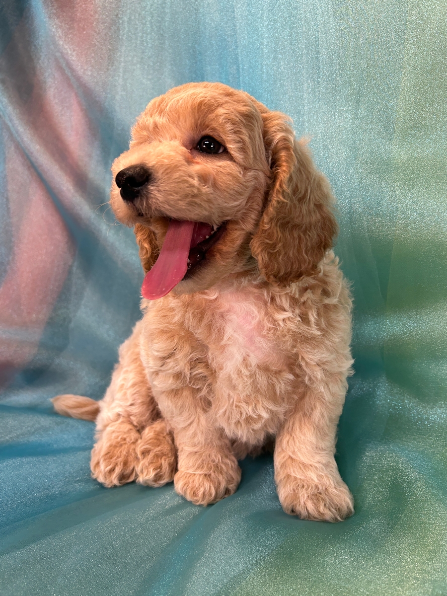 Male Bichon Poo Puppy for Sale DOB 6-23-2024 $700